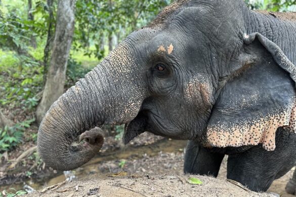The Elephant Sanctuary Krabi Thailand - SillySuitcase