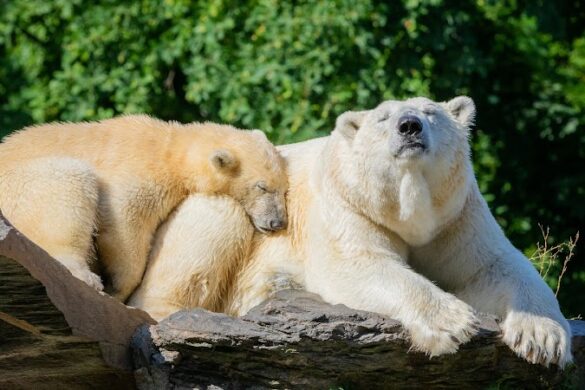 Tierpark Berlin - SillySuitcase