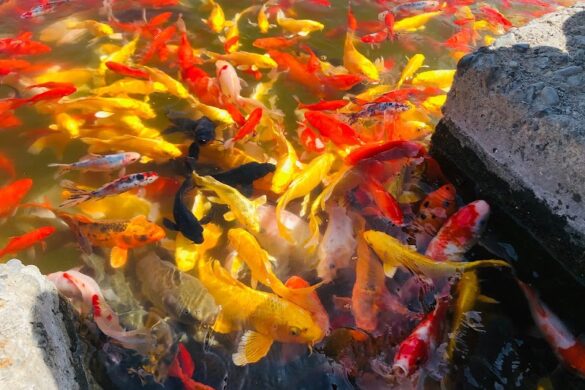 Urumqi Botanical Garden - SillySuitcase