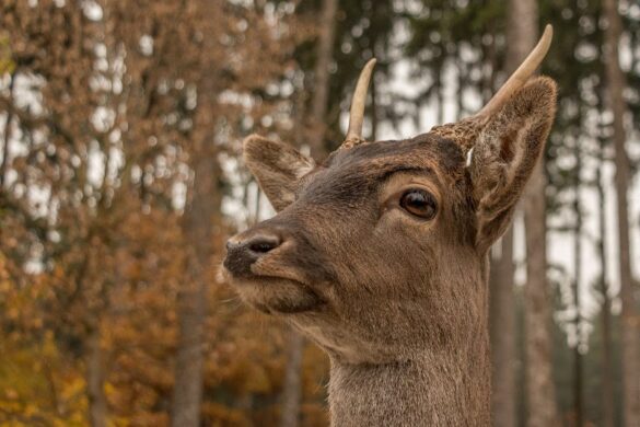 Wildpark Poing - SillySuitcase