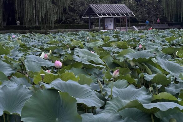 Zhengzhou Zijingshan Park North Gate - SillySuitcase