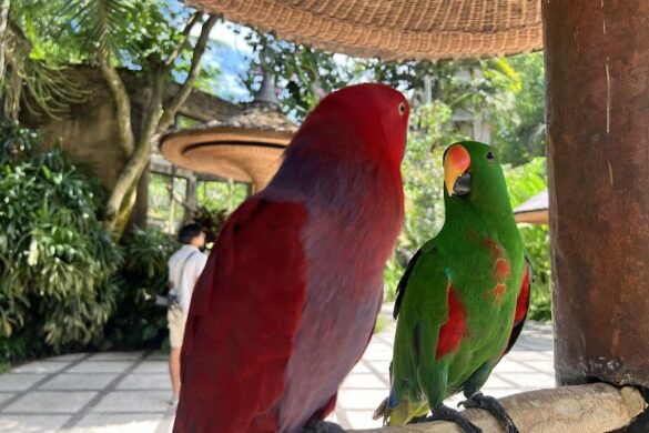 Bali Bird Park - SillySuitcase