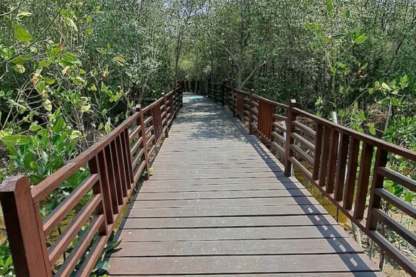 Eco Wisata Mangrove Gunung Anyar - SillySuitcase