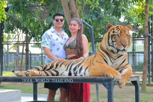 Elephant Sanctuary From Bangkok Office - SillySuitcase