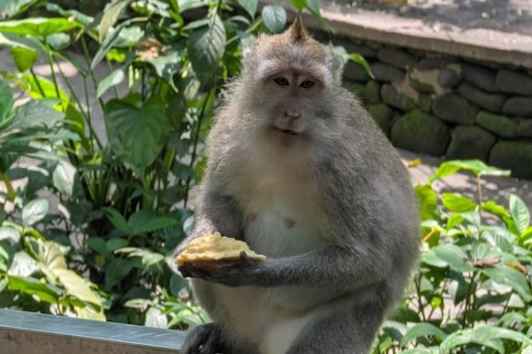 Holy Bali Tours Transport - SillySuitcase