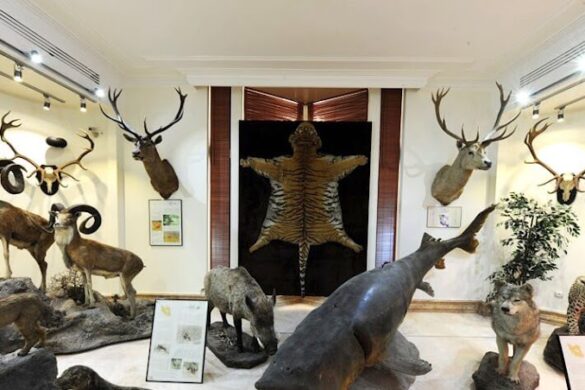 Iran Wildlife And Nature Museum Dar Abad - SillySuitcase
