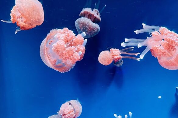 Jakarta Aquarium Safari - SillySuitcase