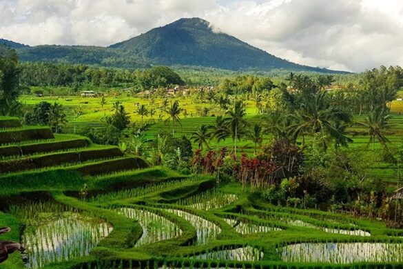 Jatiluwih Rice Terraces - SillySuitcase