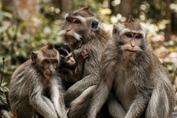 Sangeh Monkey Forest - SillySuitcase