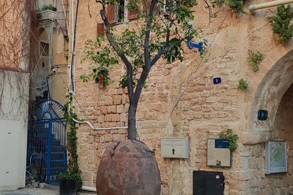 Suspended Orange Tree - SillySuitcase