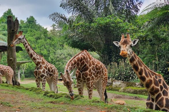 Taman Safari Indonesia Bogor - SillySuitcase