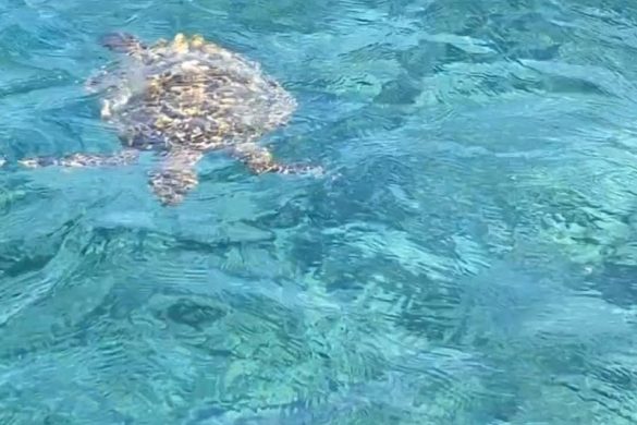 Tmplw98Ia6J - SillySuitcase